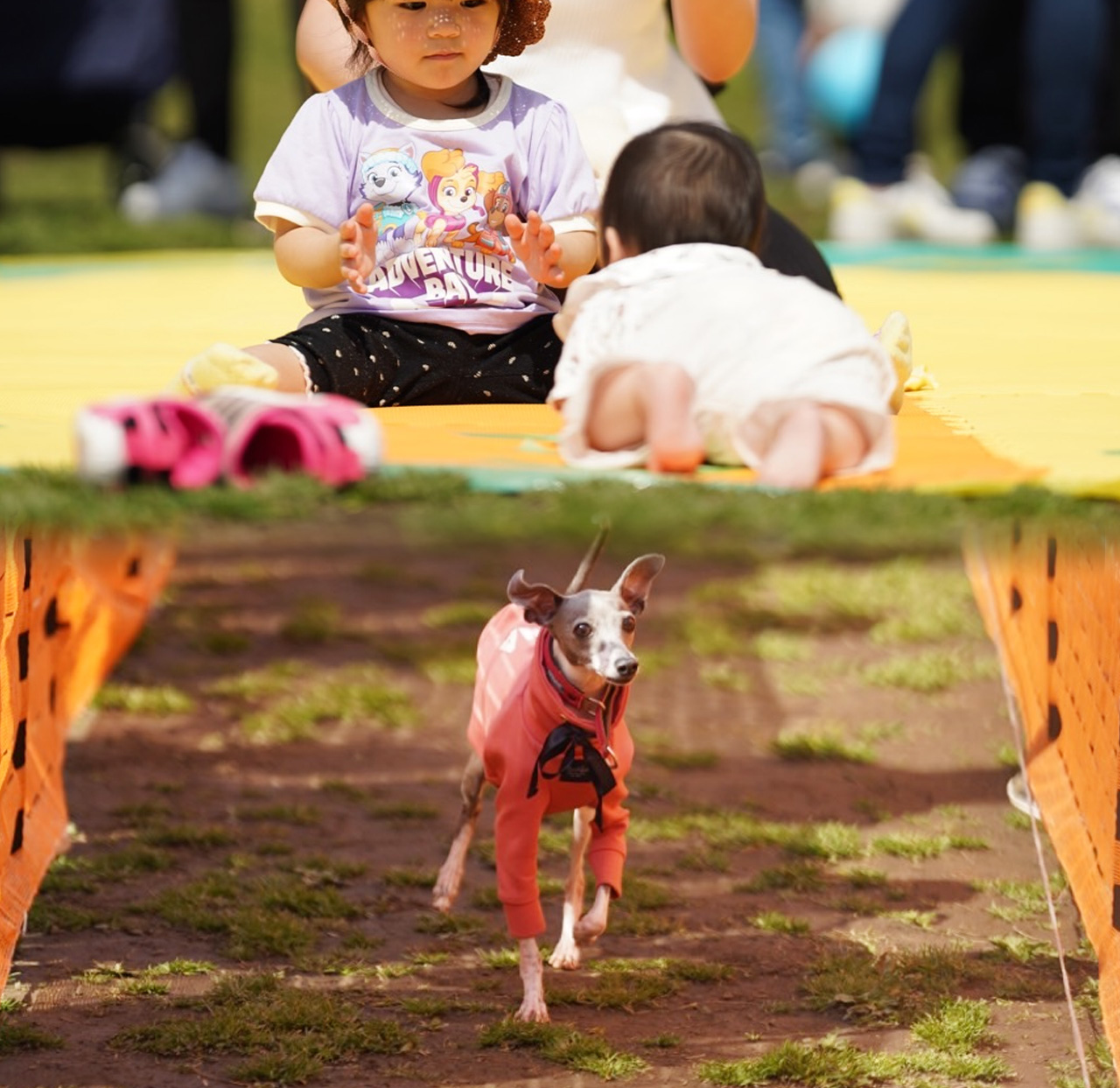 ハイハイ＆ドッグレース